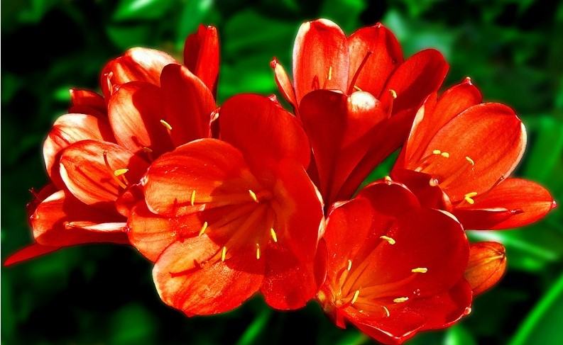 Hoa lan quân tử - Loại hoa có ý nghĩa phong thủy đem lại tài lộc và may mắn 18 - kythuatcanhtac.com