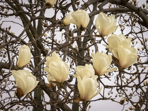 Cây Hoa Mộc Lan - Ý nghĩa và cách trồng giúp hoa nở đẹp - 10 - kythuatcanhtac.com