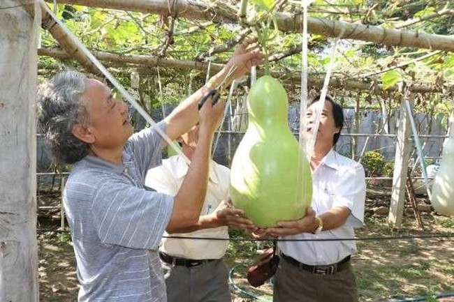 amp;#34;Báu vậtamp;#34; siêu khổng lồ, nặng vài chục kg của nông dân Việt Nam - 13 - kythuatcanhtac.com