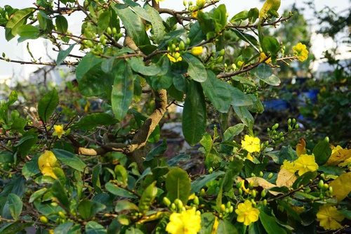 Những loại hoa Tết người Sài Gòn thường mua để mang lại tài lộc, may mắn cả năm - 4 - kythuatcanhtac.com