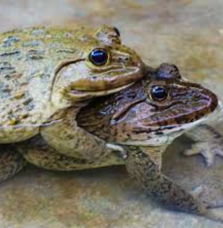 Những thông tin thú vị liên quan đến loài ếch 11 - kythuatcanhtac.com
