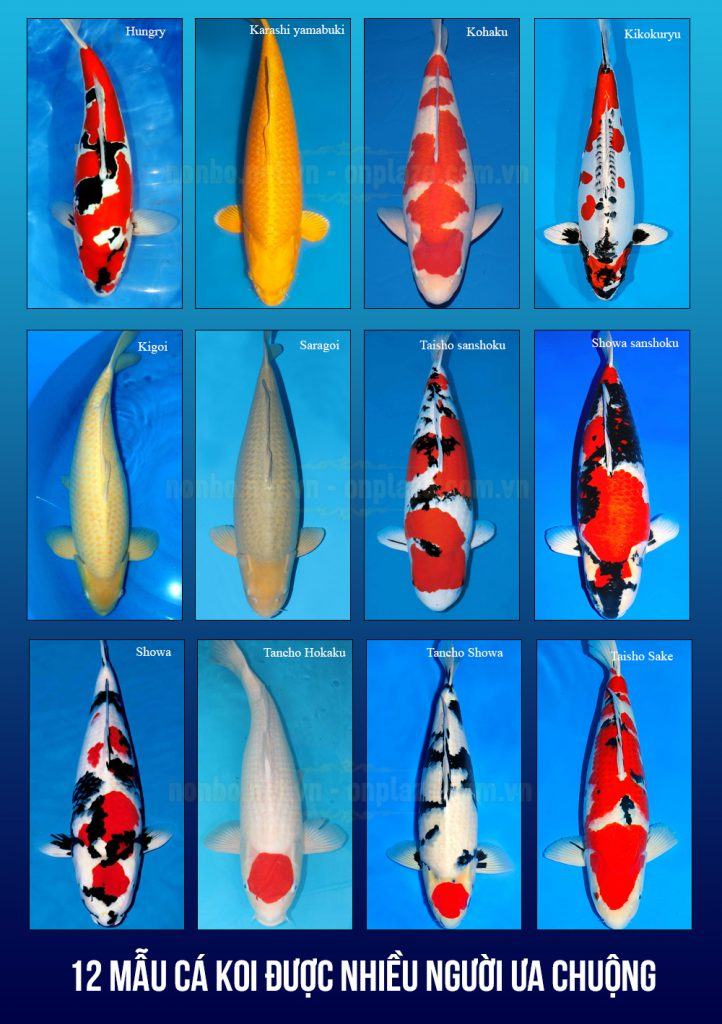 Giá bán cá Koi trên thị trường - kythuatcanhtac.com