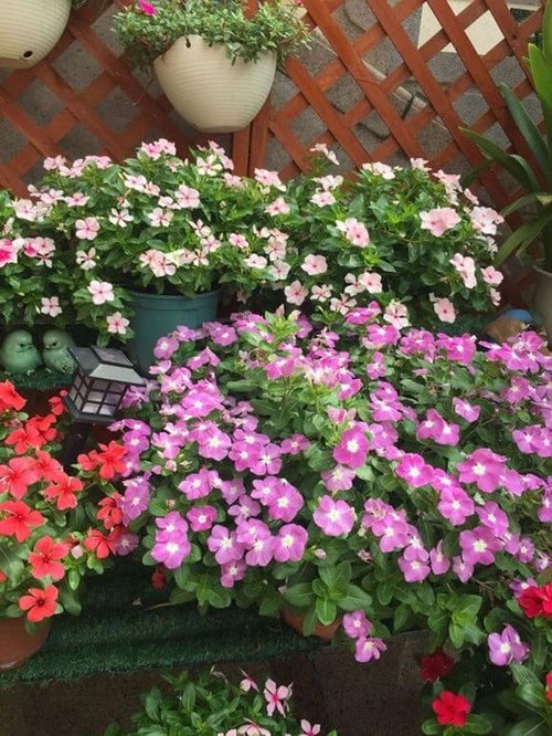 Chọn trồng 4 loại hoa này trên ban công, vừa đẹp, tươi lâu và dễ chịu - 5 - kythuatcanhtac.com