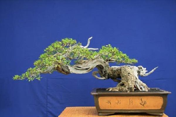 10 Cây cảnh bonsai đẹp nhất và cách chăm sóc cây bonsai đúng kỹ thuật - 16 - kythuatcanhtac.com