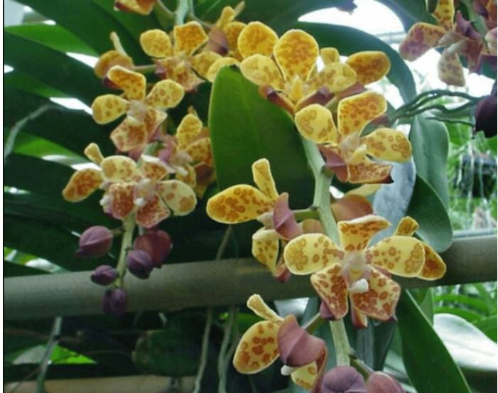 Hoa lan cẩm báo - Nguồn gốc, đặc điểm, cách trồng và chăm sóc hoa lan cẩm báo 13 - kythuatcanhtac.com