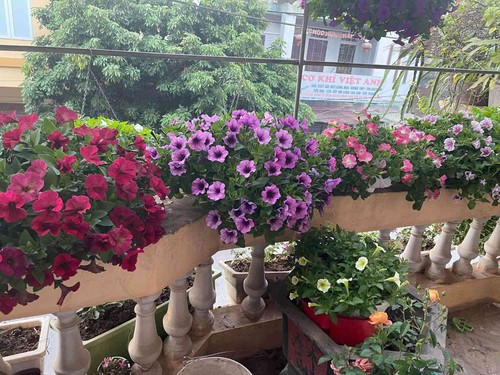 Ngẩn ngơ ngắm ngôi nhà phủ kín hoa dạ yến thảo của mẹ đảm Hưng Yên - 7 - kythuatcanhtac.com