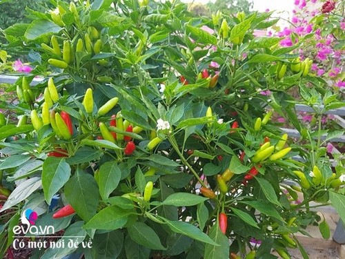 Mẹ Hưng Yên cẩu đất lên sân thượng trồng cà chua, vài tháng sau được cả vườn sai lúc lỉu - 19 - kythuatcanhtac.com