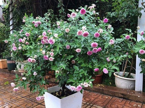 Cách trồng hoa hồng leo Carding Mill - kythuatcanhtac.com