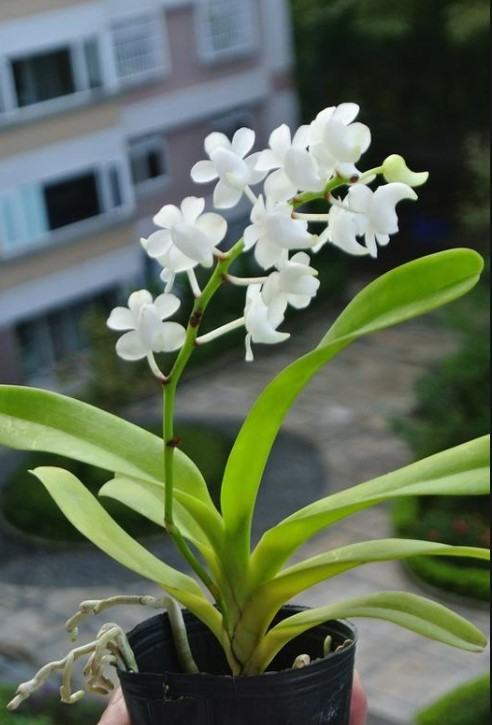 Hoa lan bạch nhạn - Nguồn gốc, đặc điểm, cách trồng và chăm sóc hoa lan bạch nhạn 17 - kythuatcanhtac.com