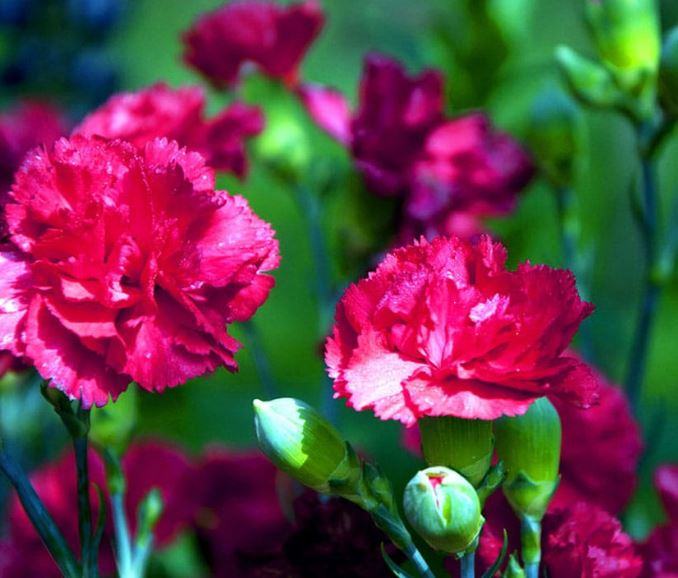 Hình ảnh hoa cẩm chướng đẹp nhất - kythuatcanhtac.com