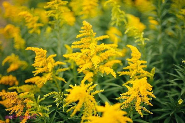 Hoa Hoàng Anh: Đặc điểm, ý nghĩa và cách trồng loài hoa Cúc tuyệt đẹp - 1 - kythuatcanhtac.com