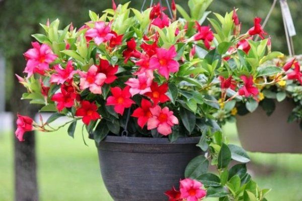 3 loại cây hoa đẹp lạ trồng được tất cả các mùa, người mới tập trồng nên thử vài chậu - 3 - kythuatcanhtac.com