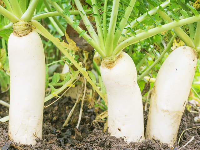 Cách trồng củ cải trắng - kythuatcanhtac.com