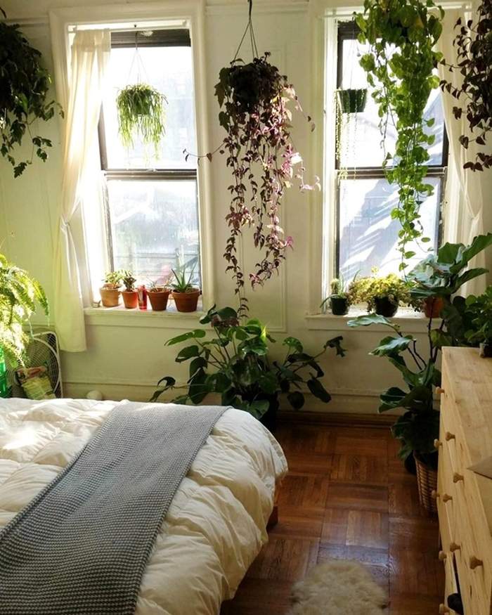 Cây trong phòng ngủ - Phần 1: nên trồng hay không và trồng như thế nào? - kythuatcanhtac.com