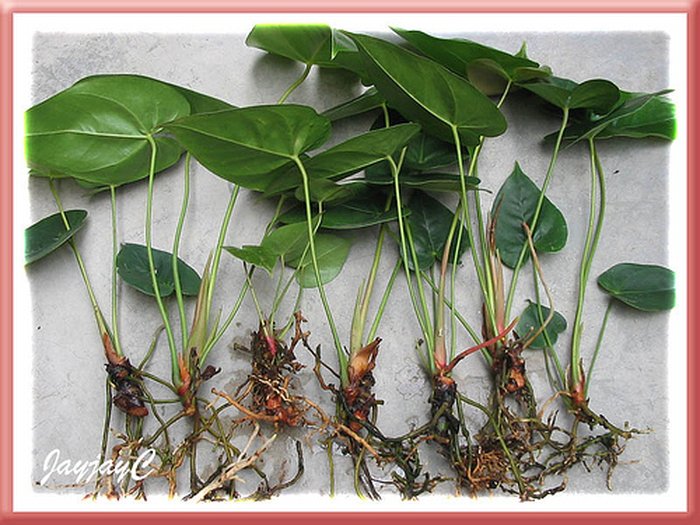 Bật mí cách trồng cây Hồng Môn cực kỳ đơn giản - kythuatcanhtac.com