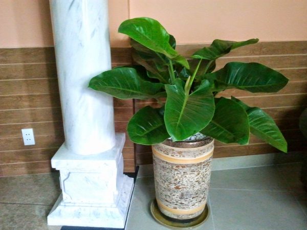 Cây phong thủy trong nhà và những lưu ý khi trồng - kythuatcanhtac.com