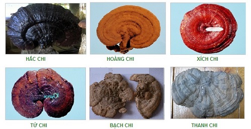 6 loại nấm linh chi đang được nghiên cứu - kythuatcanhtac.com