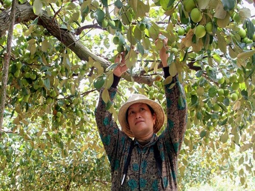 Kỹ thuật trồng cây táo - kythuatcanhtac.com