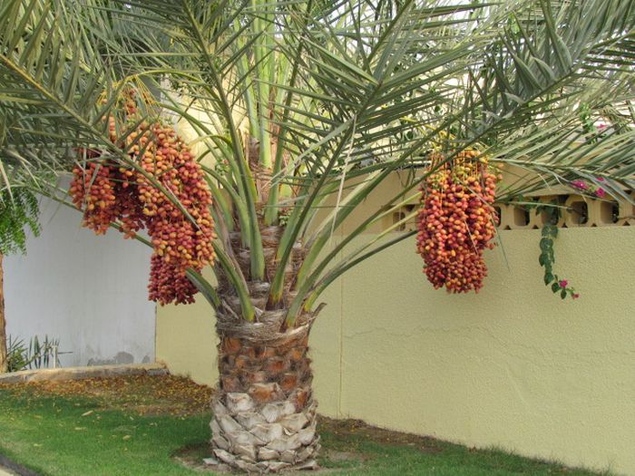 Cây chà là - cây ăn quả trồng tại nhà có diện tích nhỏ - kythuatcanhtac.com