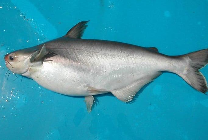 Cá Dứa - Đặc điểm sinh học của Cá Dứa 5 - kythuatcanhtac.com