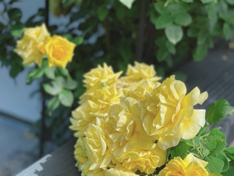 Mẹ Việt trồng đủ loại hoa hồng ở Đức, khu vườn 300m2 đẹp như truyện cổ tích - 11 - kythuatcanhtac.com