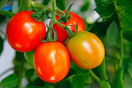 Chăm sóc cây cà chua đíng cách cho quả tươi ngon - kythuatcanhtac.com