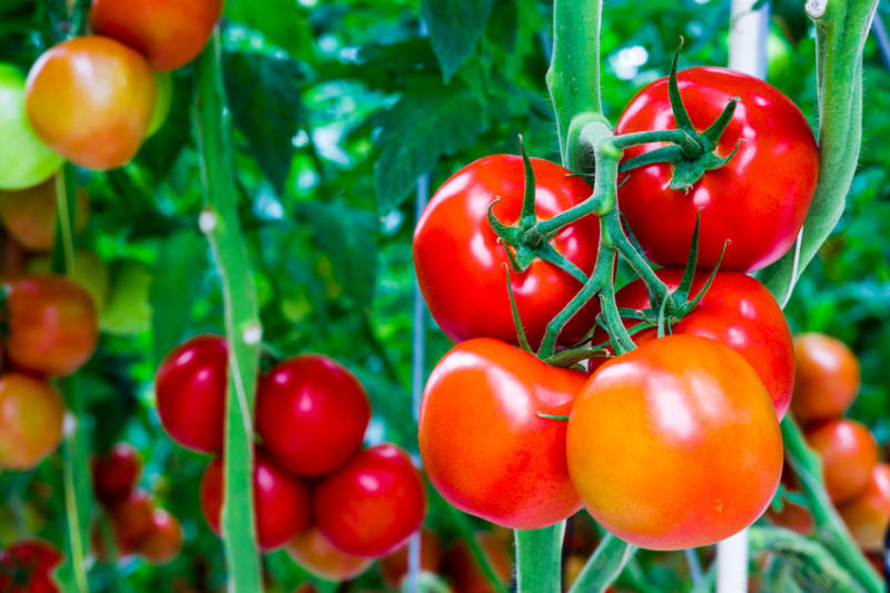 Hướng dẫn cách trồng cây cà chua và những lưu ý khi chăm sóc cây cà chua - kythuatcanhtac.com