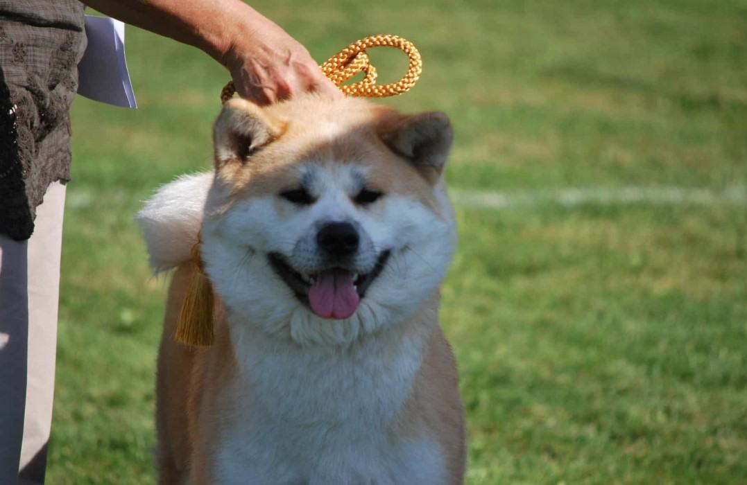 Chó akita - Nguồn gốc, đặc điểm và những lưu ý khi mua chó Akita 18 - kythuatcanhtac.com