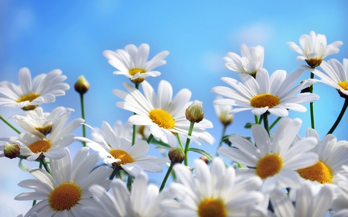  Hoa cúc trắng cho đôi mắt tinh khôi - kythuatcanhtac.com