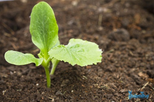 Bí ngòi xanh là một loại cây trồng nhanh - kythuatcanhtac.com