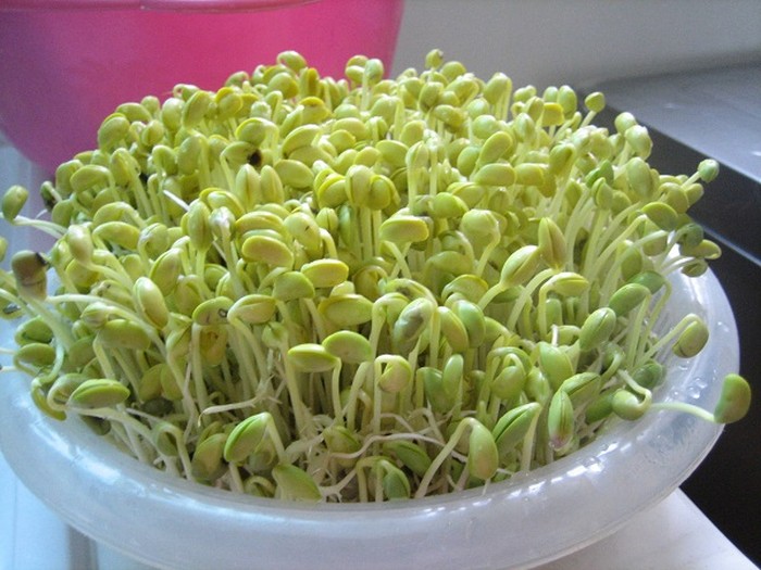 Cách trồng cây đậu xanh nảy mầm nhanh và đơn giản nhất tại nhà - kythuatcanhtac.com