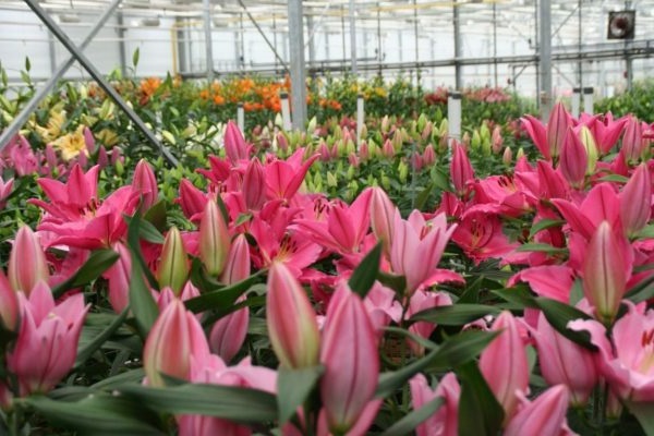 Cách trồng Hoa Ly và chăm sóc để hoa nở đẹp trong ngày Tết - 3 - kythuatcanhtac.com