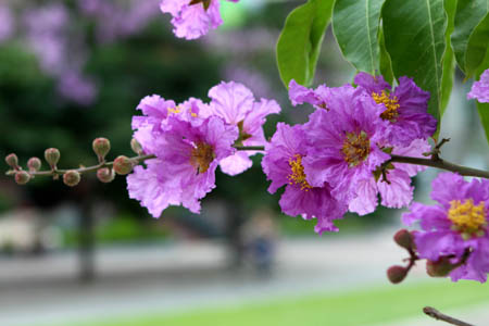 Hoa bằng lăng tím - kythuatcanhtac.com