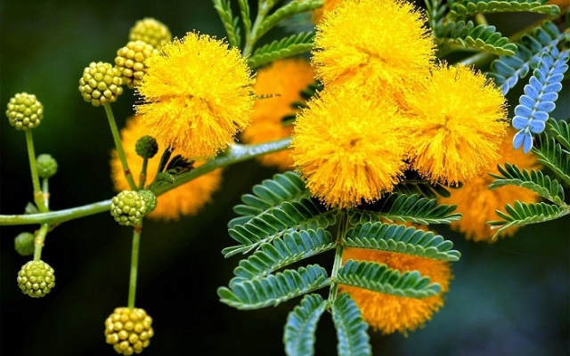 Hoa Mimosa là hoa gì? Ý nghĩa và cách trồng loài hoa đẹp độc lạ - 1 - kythuatcanhtac.com