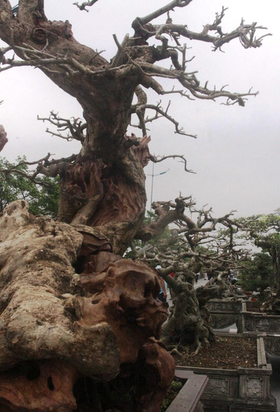 Ngỡ ngàng “cây chết” được trả tiền tỷ, chủ nhân vẫn chưa muốn bán - 4 - kythuatcanhtac.com