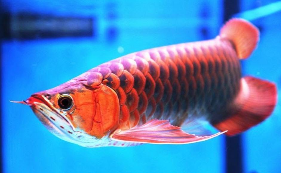 Cá cảnh - Những loài cá cảnh phổ biến nhất hiện nay 18 - kythuatcanhtac.com