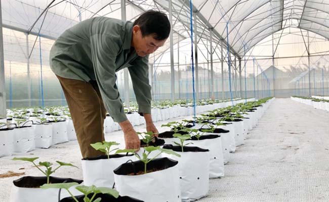 Nắm chắc các kỹ thuật cơ bản trong trồng và sản xuất trong nhà kính thì sẽ mang lại hiệu quả kinh tế cao - kythuatcanhtac.com