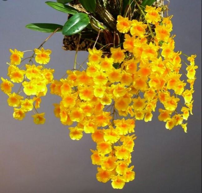 Hoa lan vảy rồng - Nguồn gốc, đặc điểm, cách trồng và chăm sóc hoa lan vảy rồng 21 - kythuatcanhtac.com