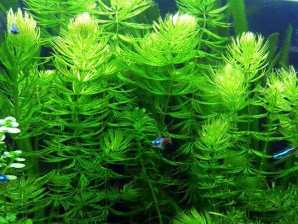 Các loại cây thủy sinh không cần CO2 cho hồ thủy sinh - kythuatcanhtac.com