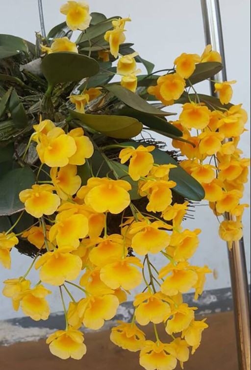 Hoa lan vảy rồng - Nguồn gốc, đặc điểm, cách trồng và chăm sóc hoa lan vảy rồng 15 - kythuatcanhtac.com