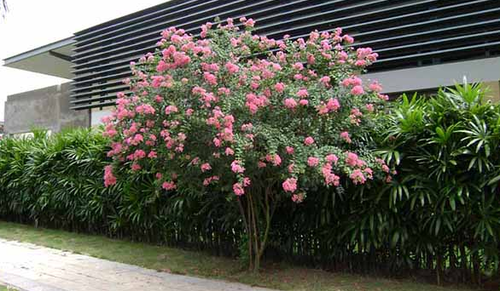 Cây hoa tường vi – Đặc điểm, cách trồng và chăm sóc Hoa tường vi 3 - kythuatcanhtac.com
