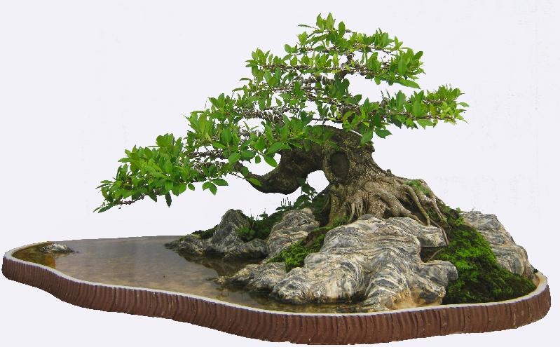 Tỉ mĩ hơn với bonsai - kythuatcanhtac.com