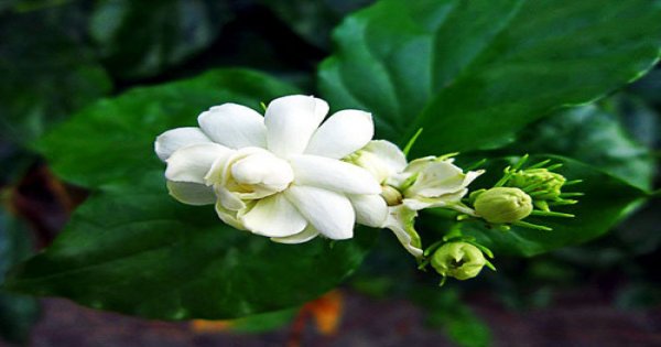 cây hoa nhài - kythuatcanhtac.com