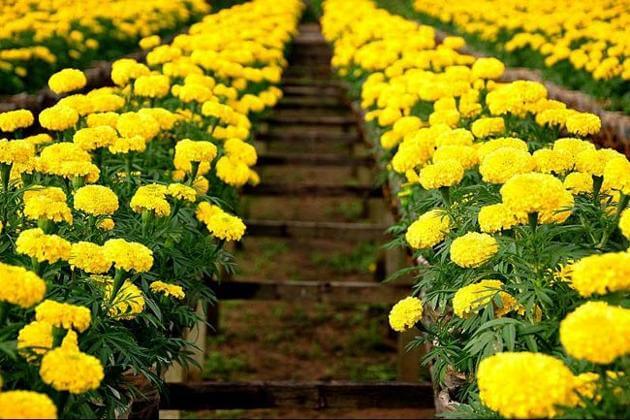 Kỹ thuật trồng hoa cúc vàng ra hoa đúng dịp tết - kythuatcanhtac.com