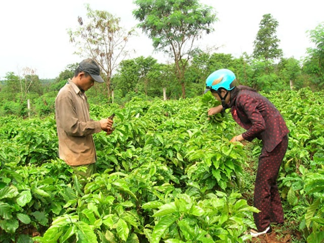 Kỹ thuật trồng cà phê ở tây nguyên - kythuatcanhtac.com
