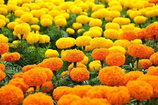 Những loại hoa đẹp không nên rước lên bàn thờ - 4 - kythuatcanhtac.com