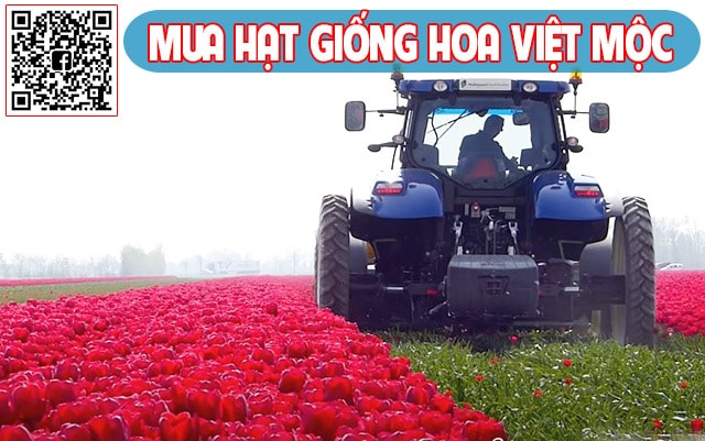 thu hái hoa tulip - kythuatcanhtac.com