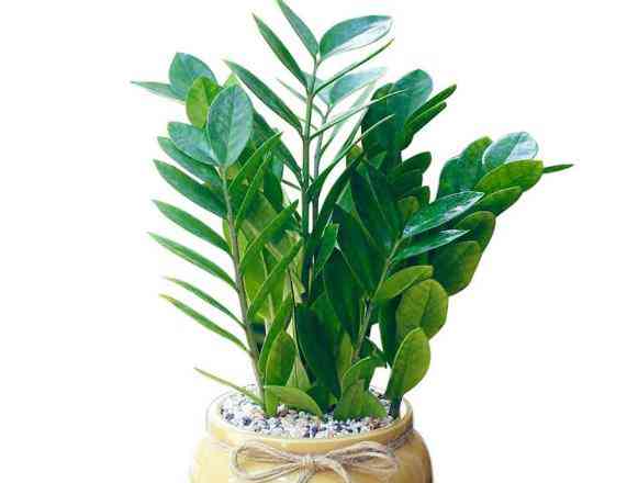 Những loại cây người mệnh Mộc nên trồng trong nhà để may mắn quanh năm - 2 - kythuatcanhtac.com