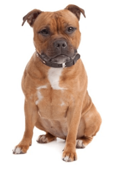 Chó Pitbull - Nguồn gốc, đặc điểm, cách chăm sóc chú chó Pitbull 20 - kythuatcanhtac.com