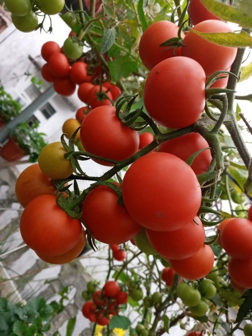 Mẹ Hải Phòng làm ròng rọc tời đất lên sân thượng trồng cà chua, quả kết từng chùm trĩu giàn - 20 - kythuatcanhtac.com